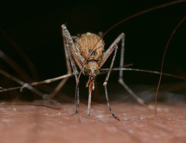 Wat te doen tegen muggen?