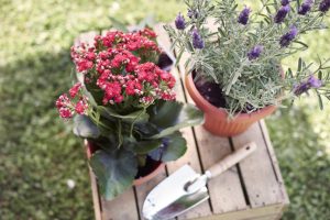 Voorjaarsplanten in potten met tuinschepje klaar voor vervoer naar de tuin.
